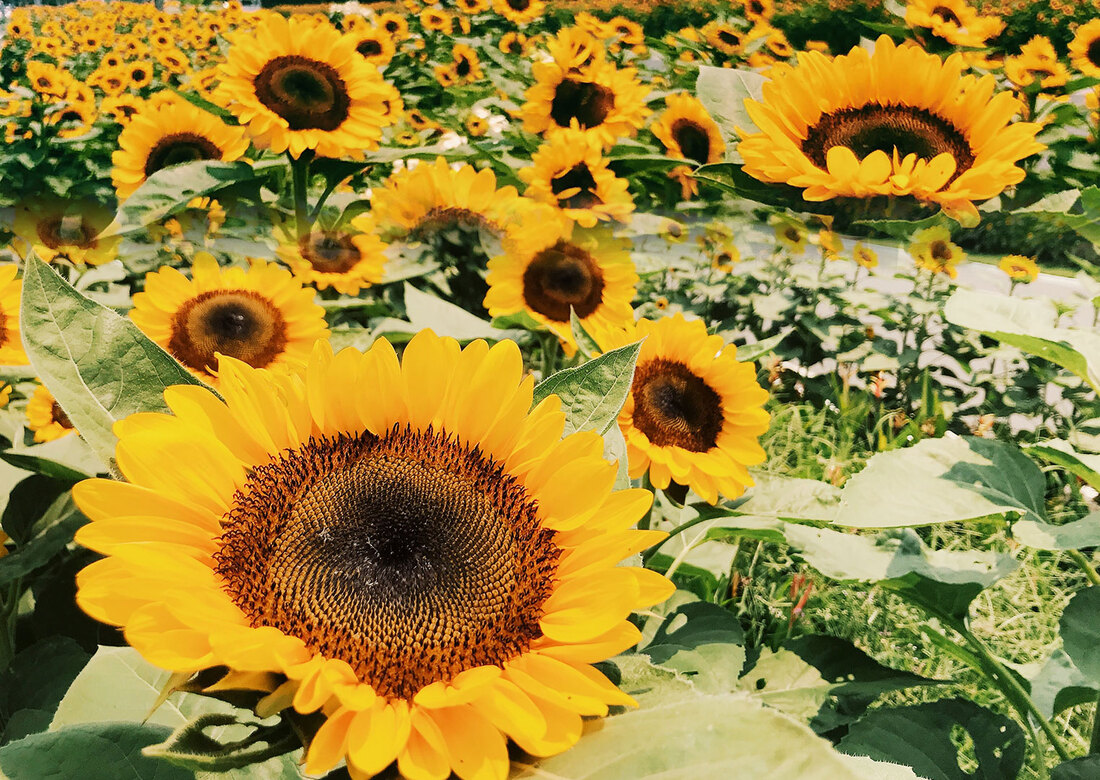 UP Sunflowers